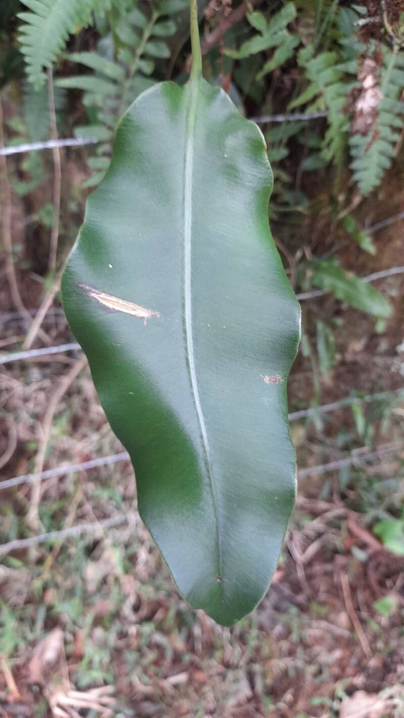 Elaphoglossum luridum leaf