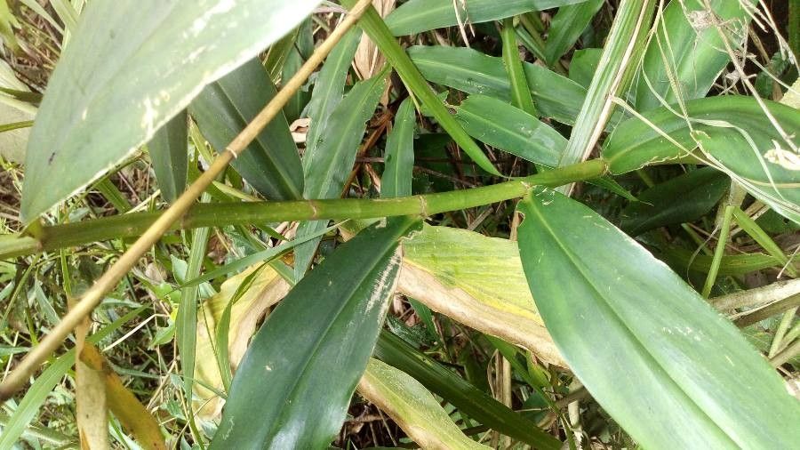Cheilocostus speciosus bark