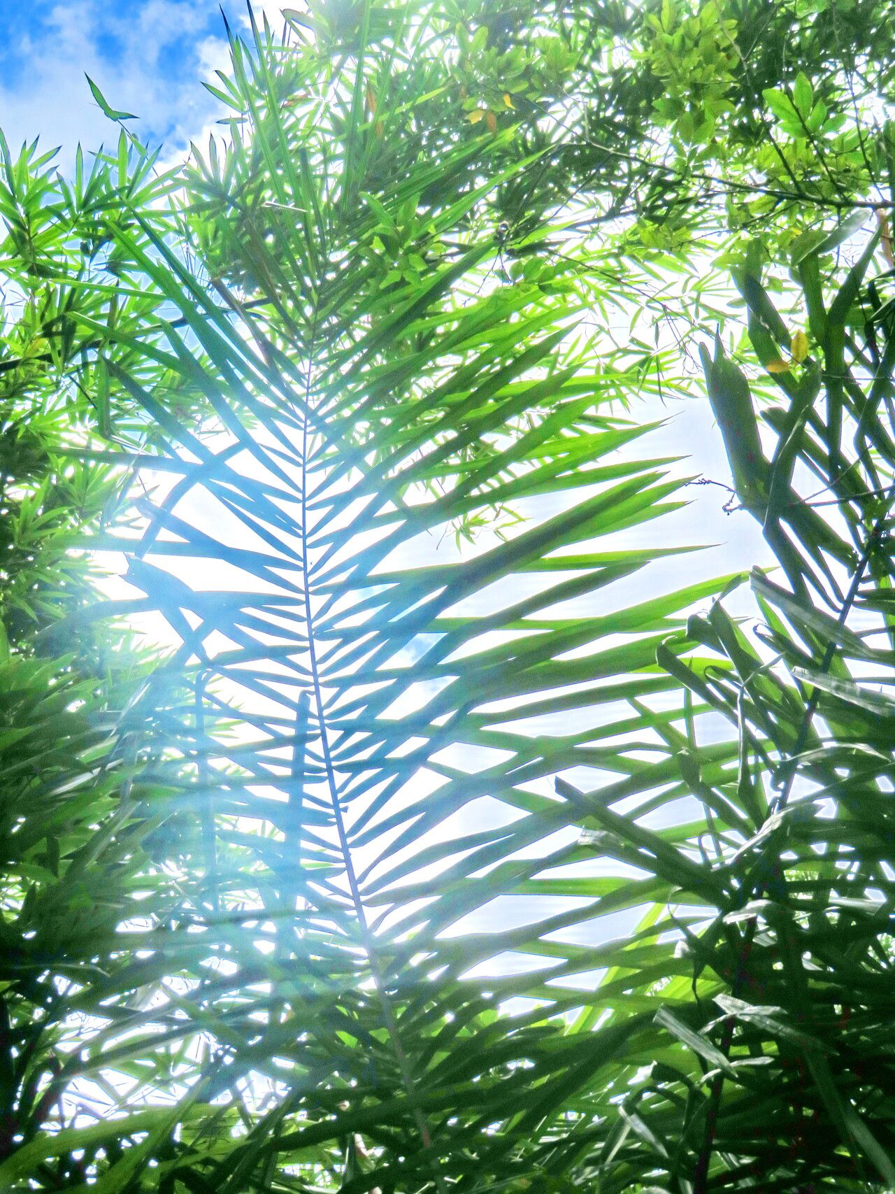 Syagrus smithii — houseplant care guide