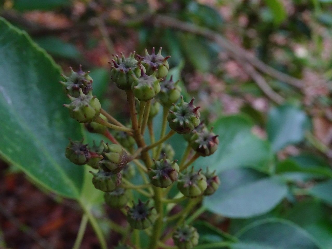 Trochodendron aralioides flower