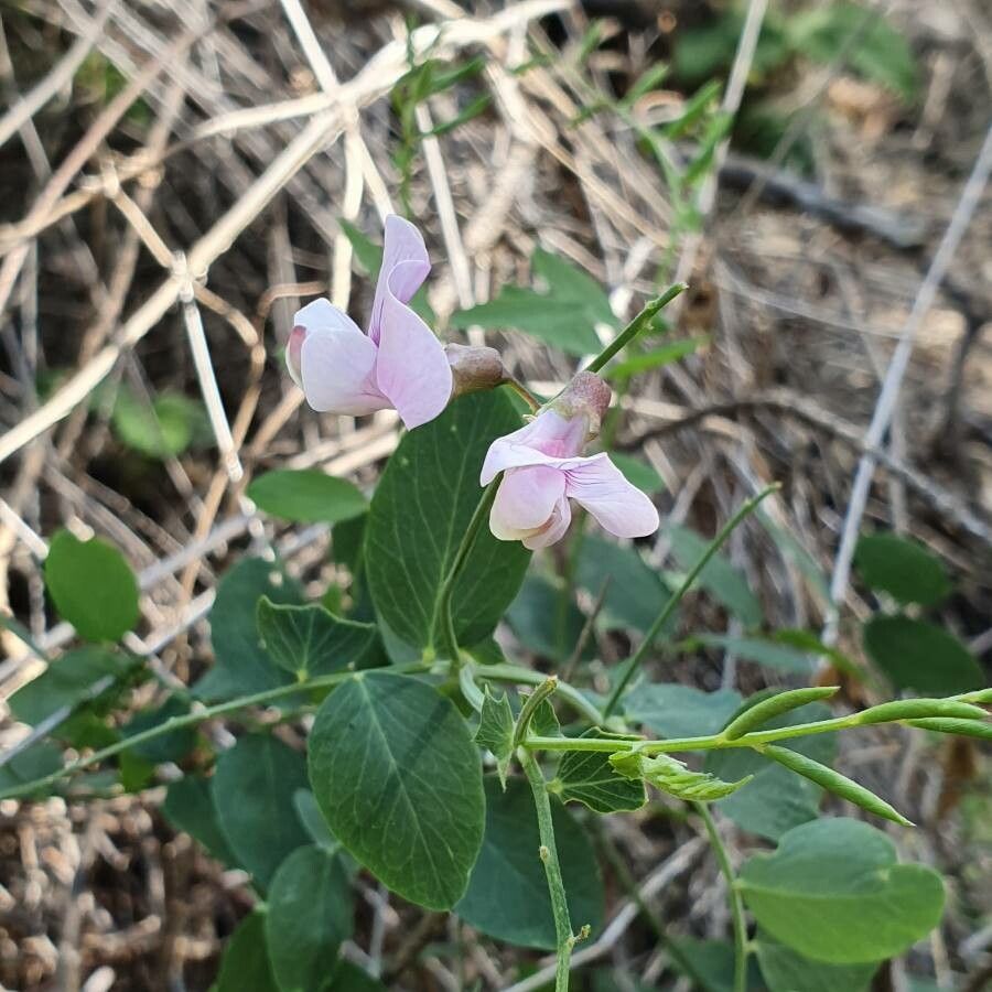 Lathyrus lanszwertii flower