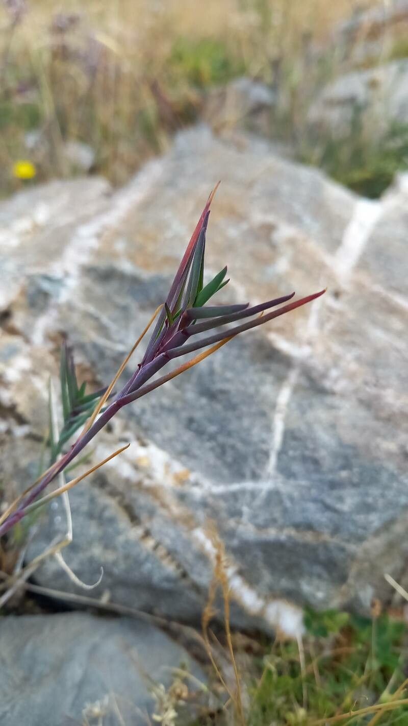 Poa cenisia — search result for 'Poa'