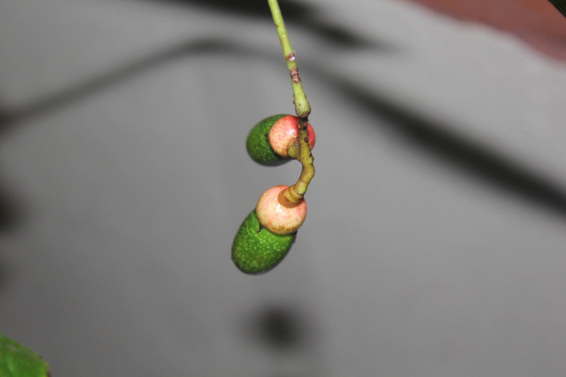Ocotea valerioides fruit