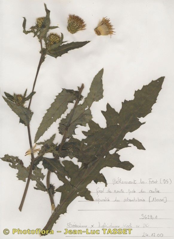 Cirsium x hybridum flower