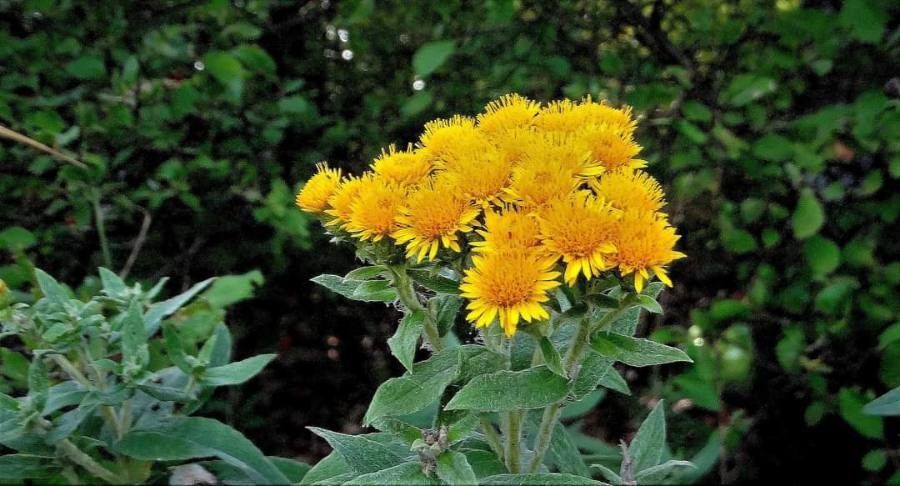 Inula germanica flower