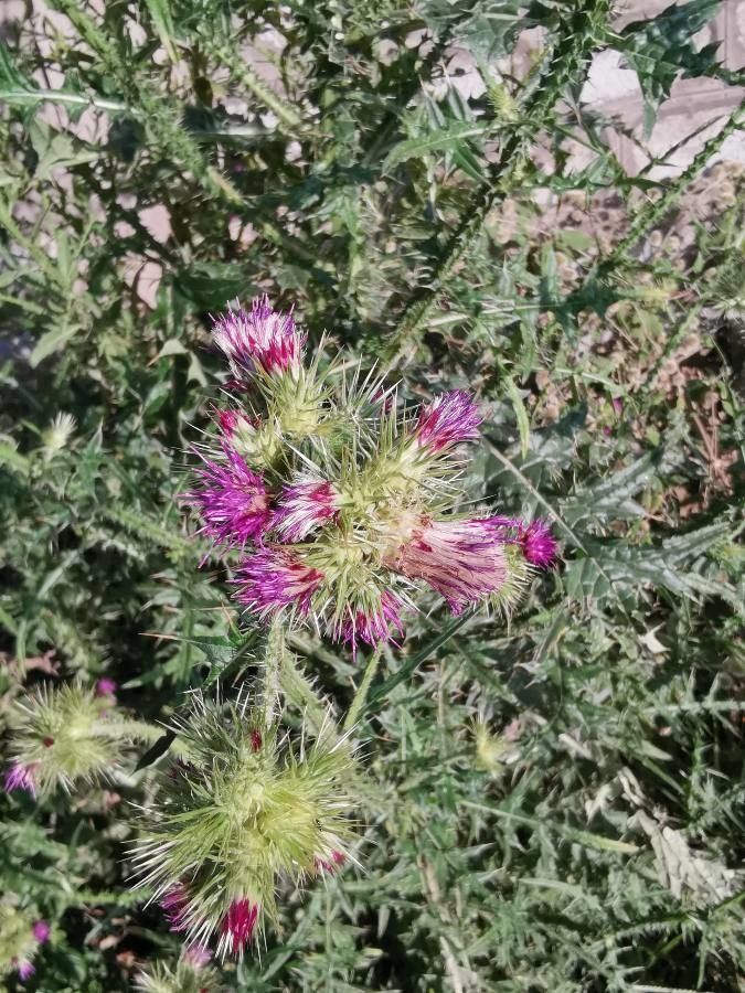 Carduus nyassanus flower