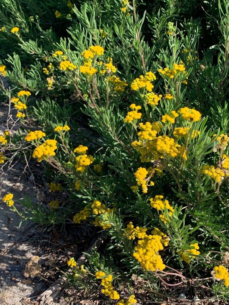Eriophyllum stoechadifolium flower