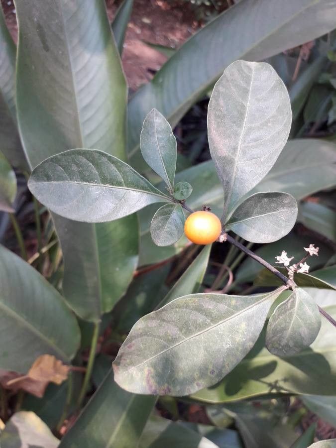 Solanum hindsianum fruit