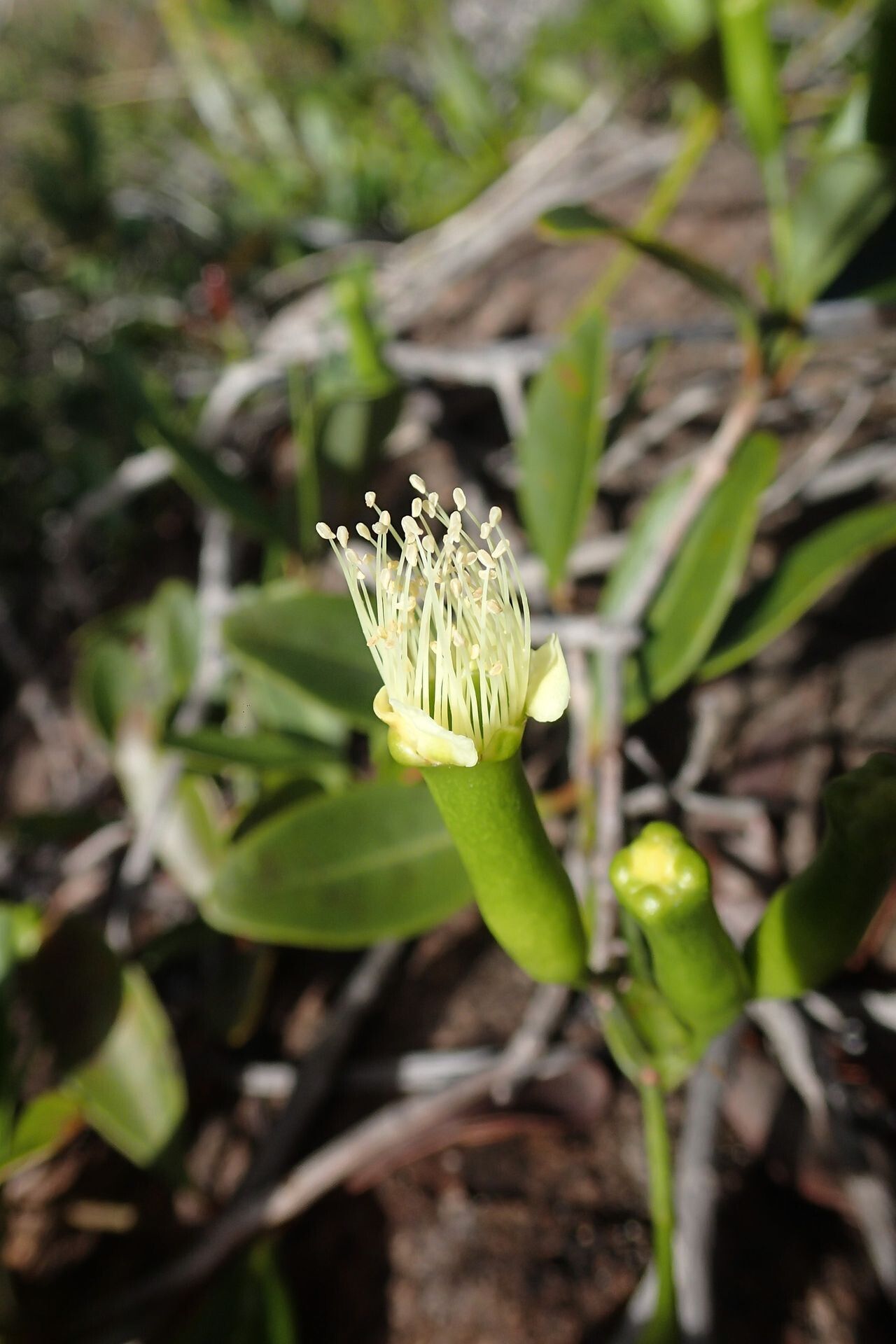 Syzygium virotii — houseplant care guide