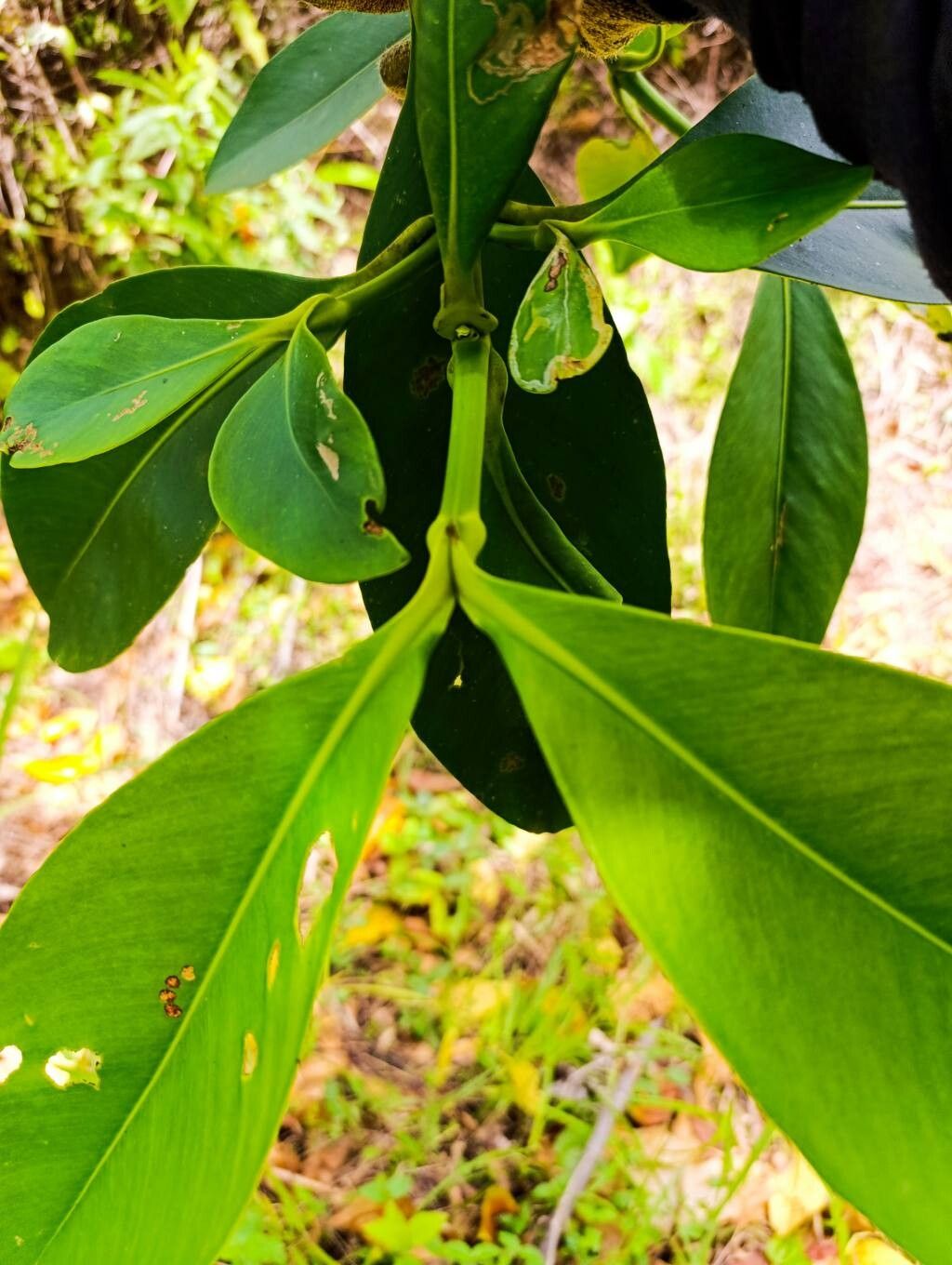 Clusia lineata — search result for 'Clusia'