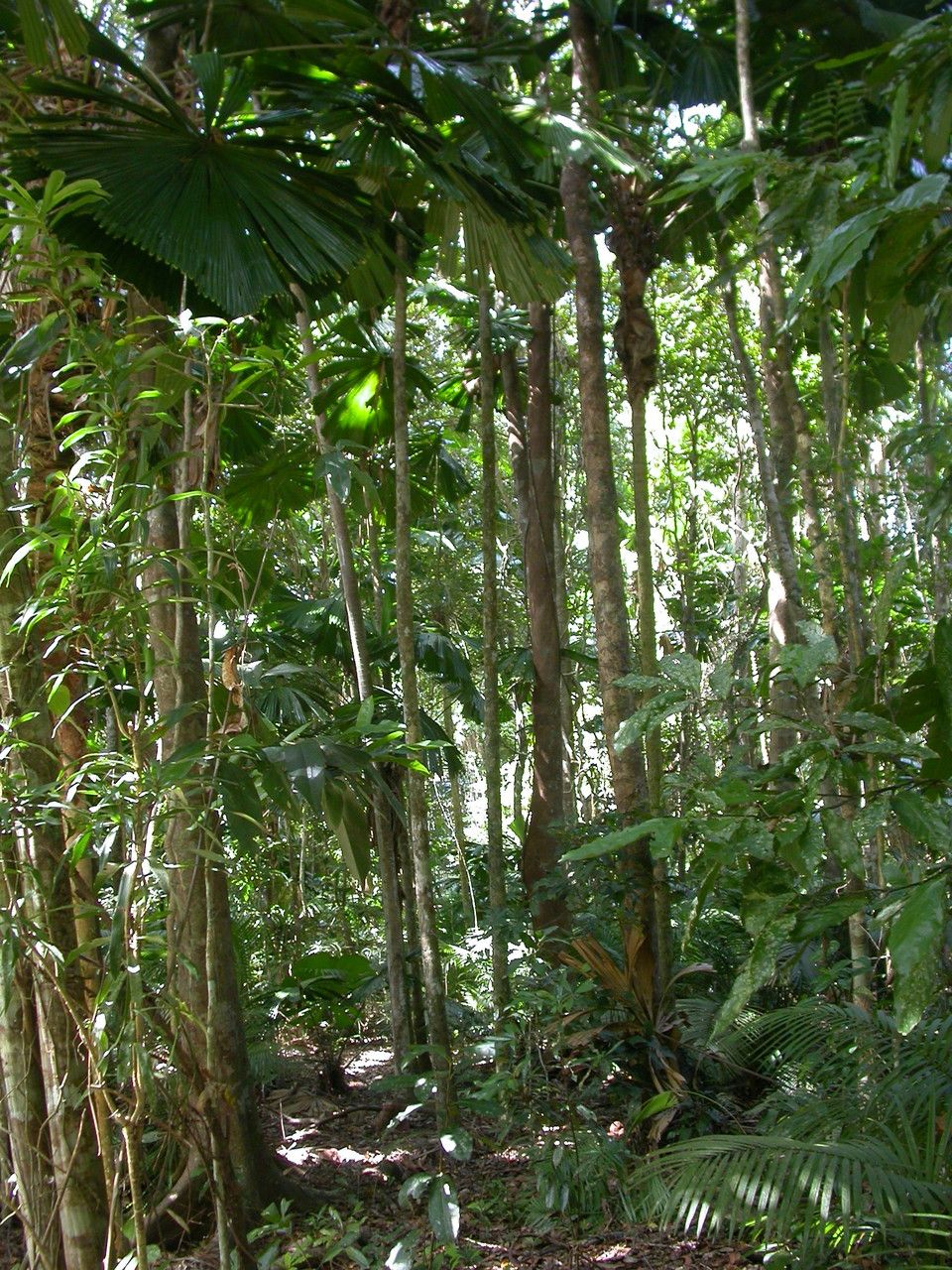 Licuala ramsayi habit