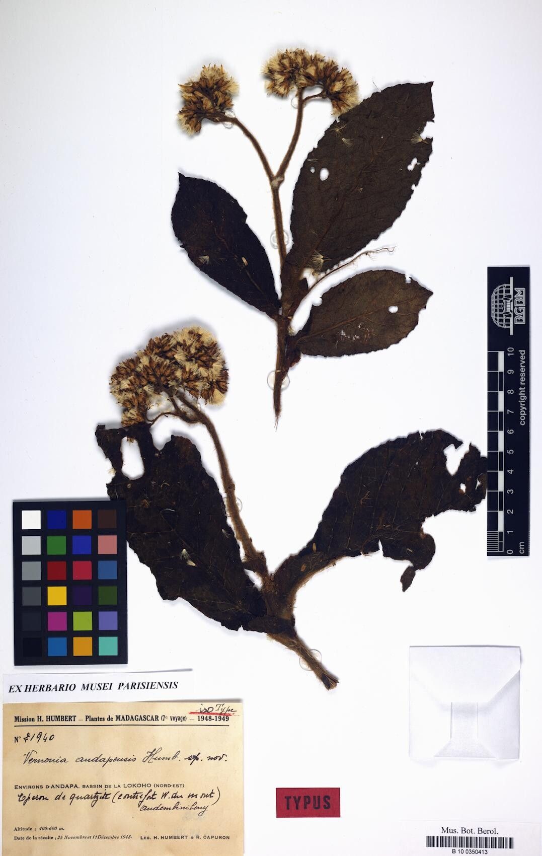 Vernonia andapensis — houseplant care guide