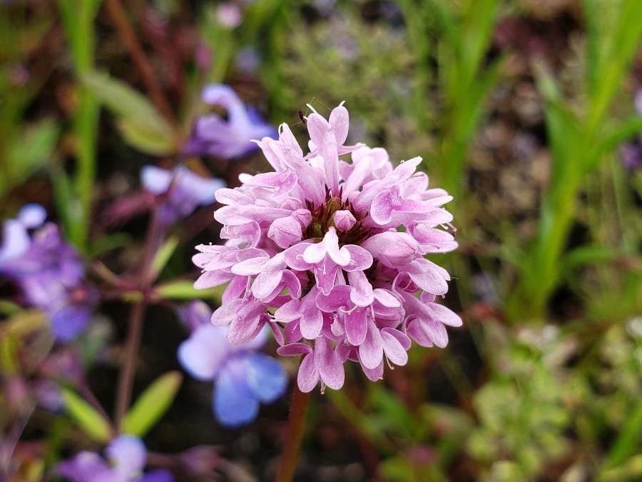 Plectritis congesta flower