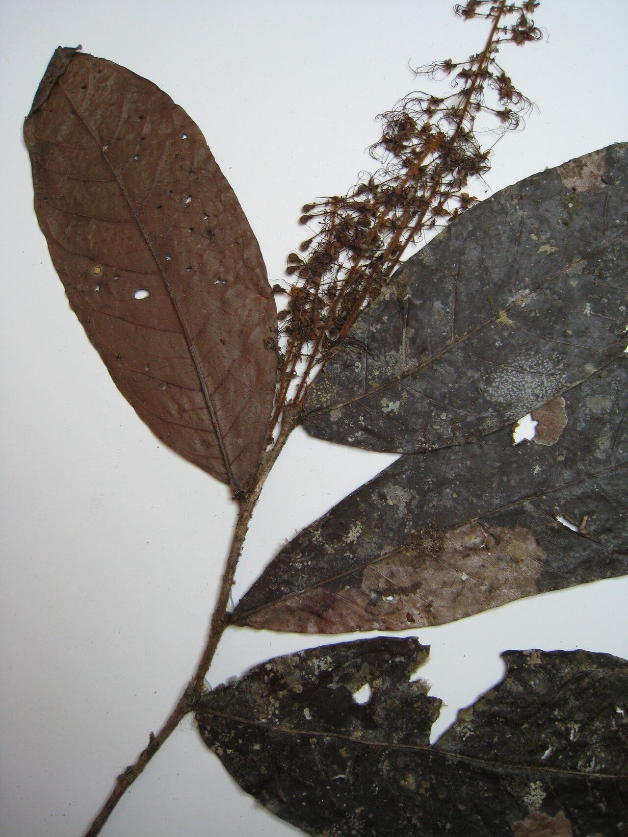 Hirtella silicea other