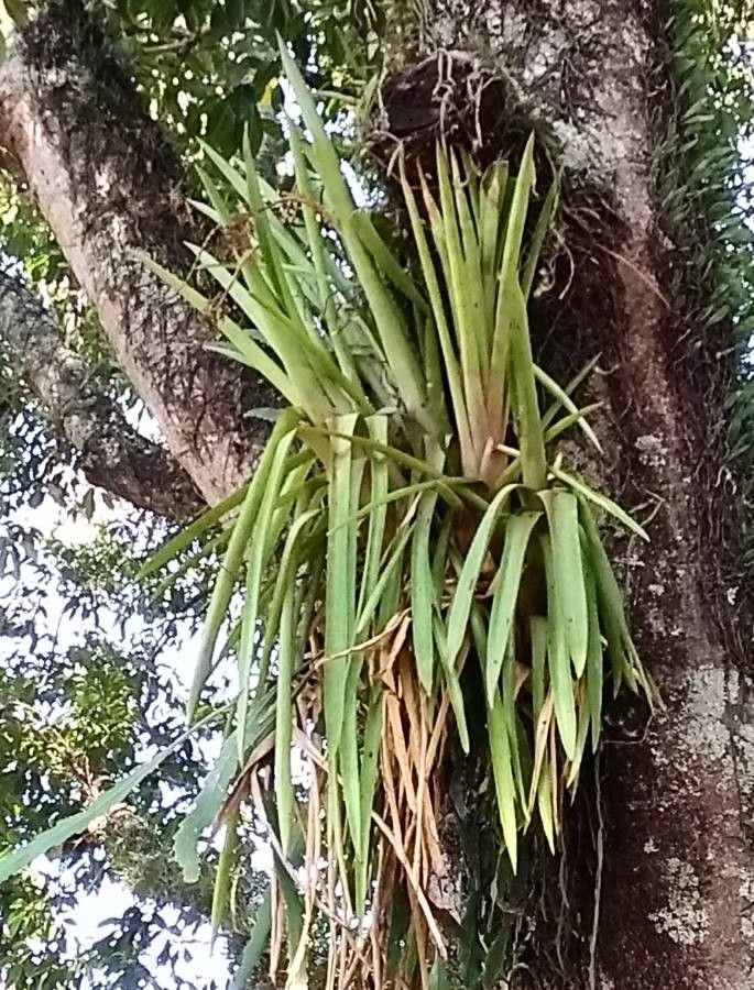 Aechmea aquilega — search result for 'Aechmea'