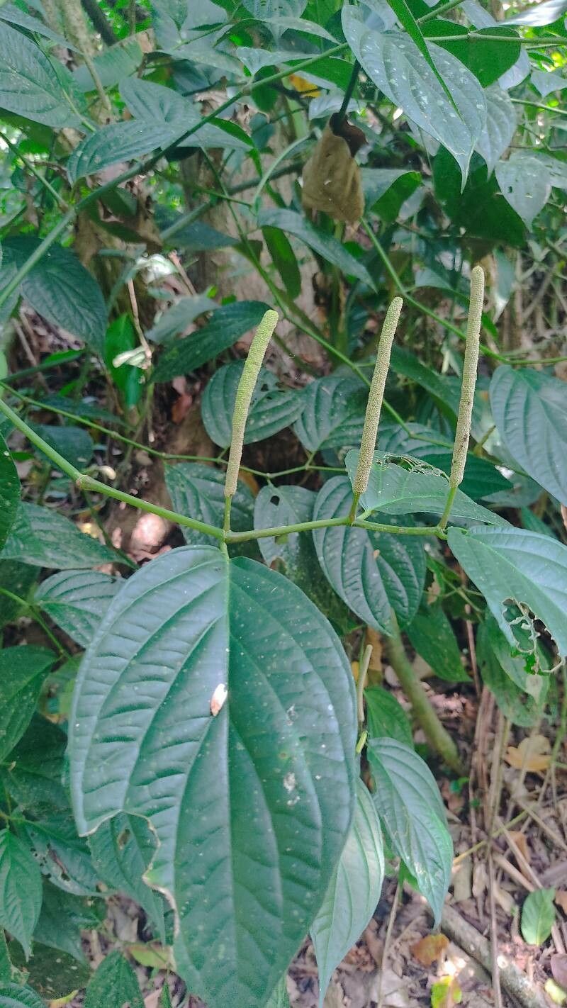 Piper davidianum — search result for 'Piper'