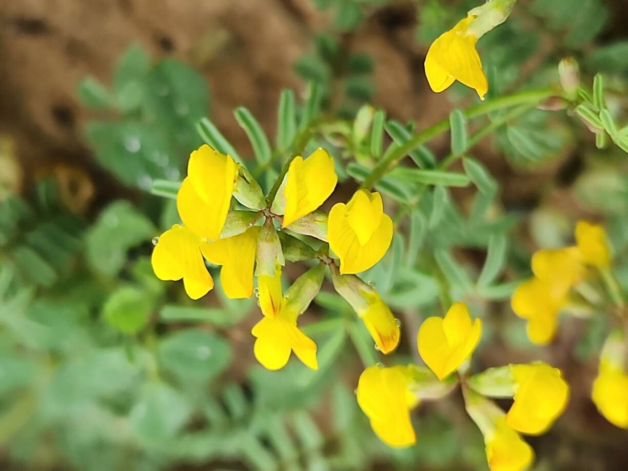 Hippocrepis bicontorta flower
