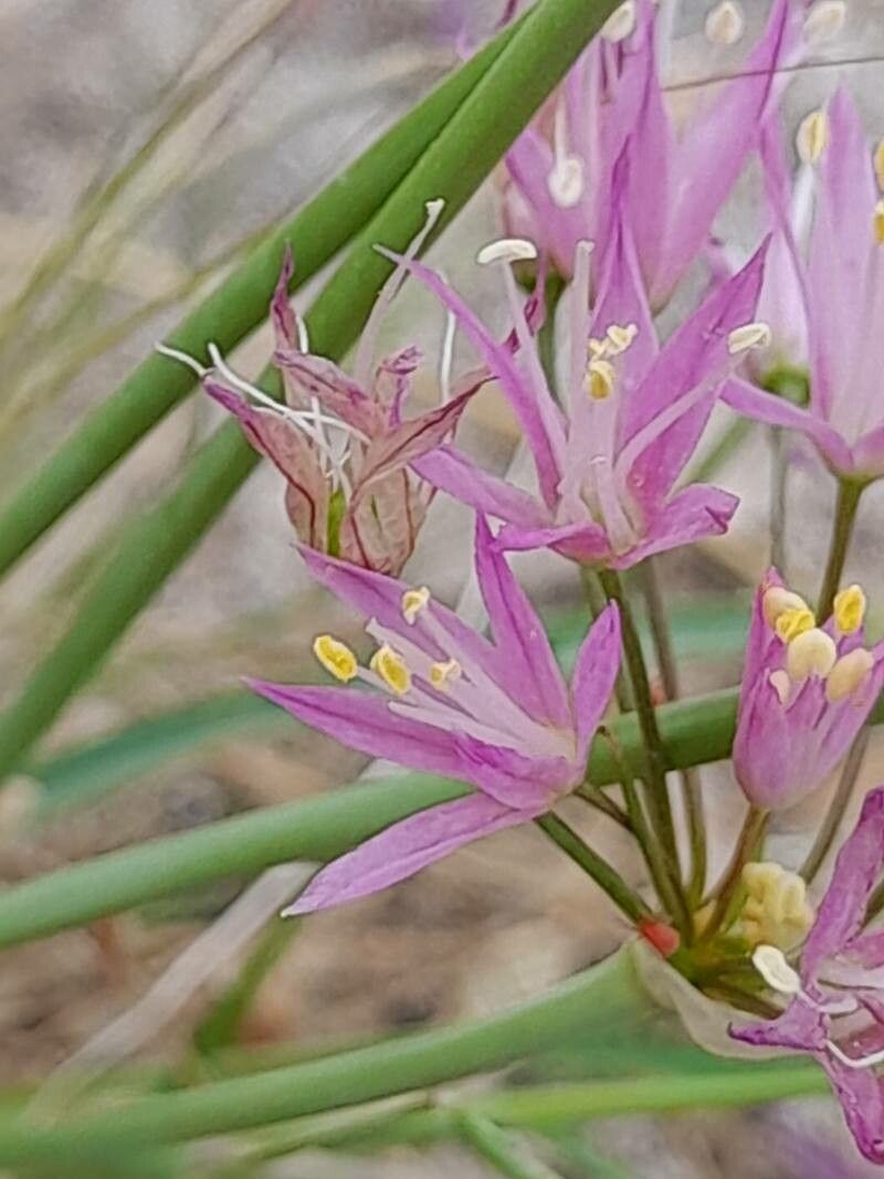 Allium longisepalum flower