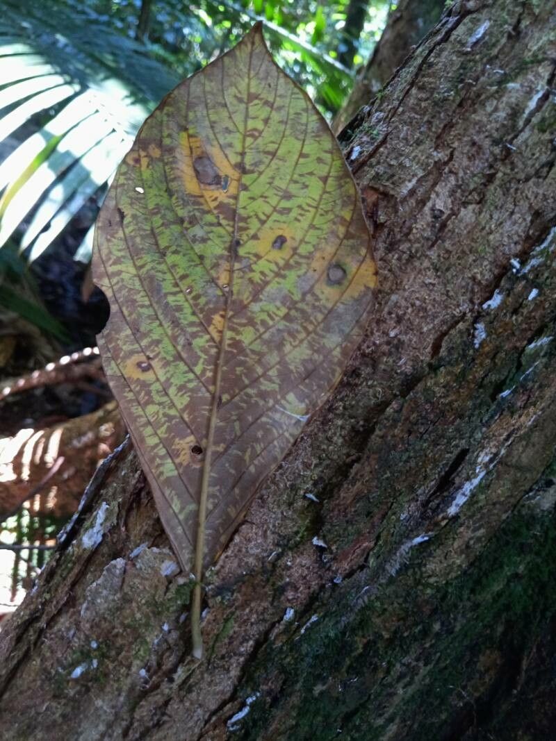 Gardenia tubifera bark