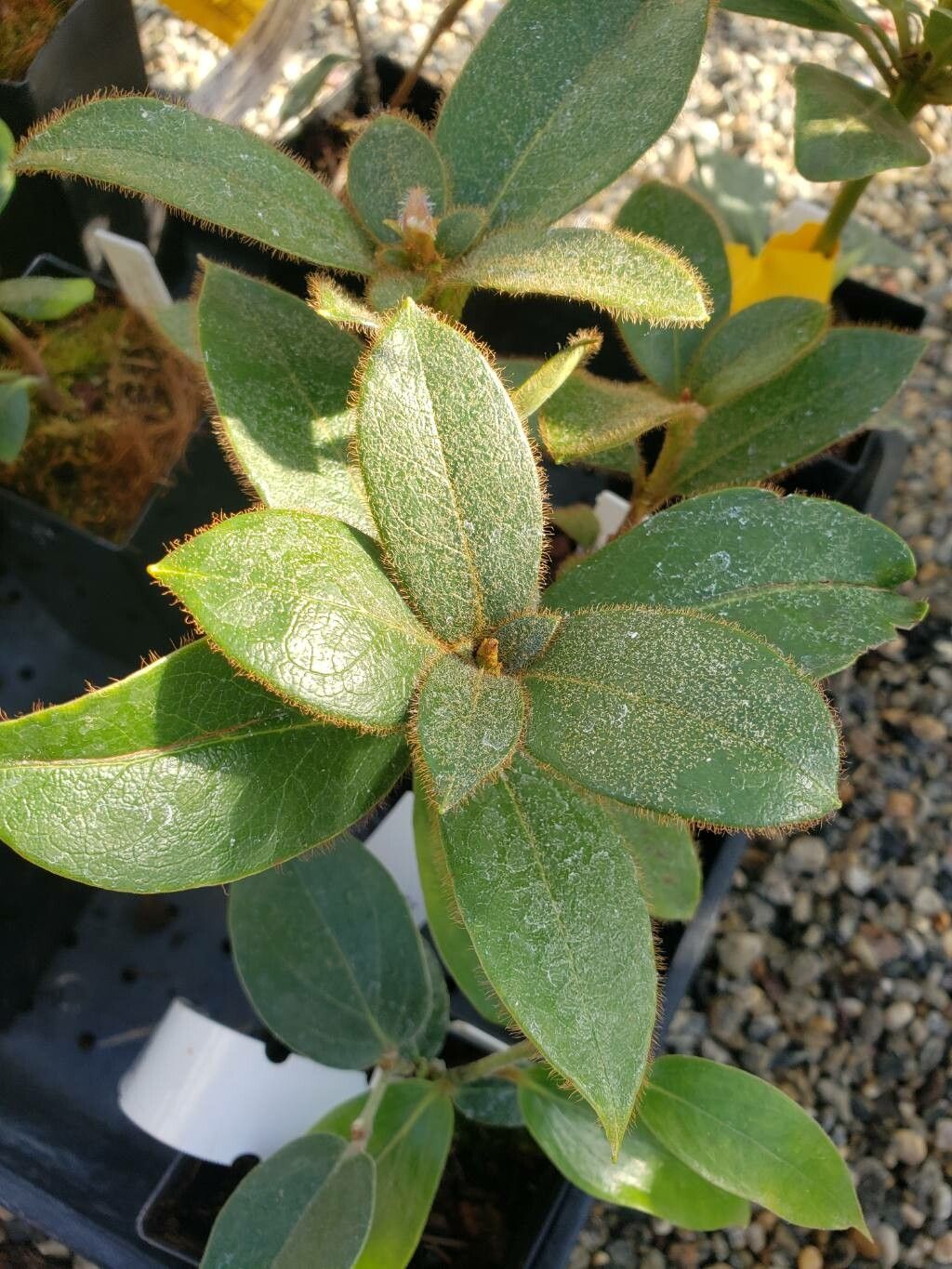 Rhododendron boothii — houseplant care guide