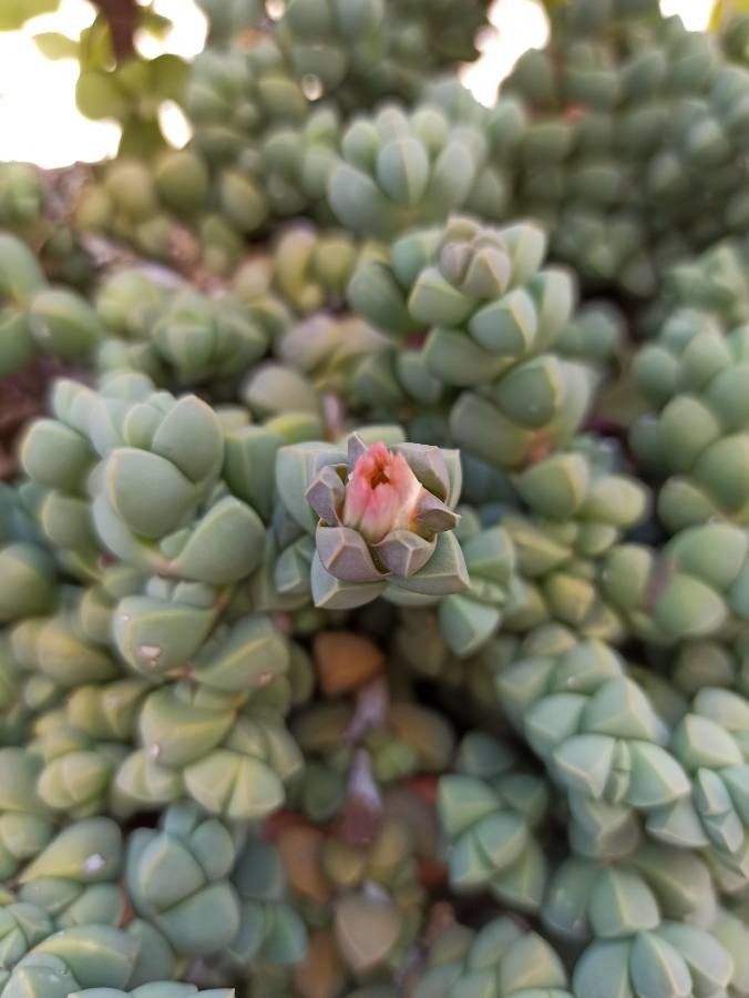 Corpuscularia lehmannii flower