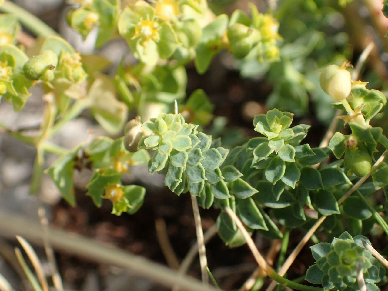 Euphorbia herniariifolia — houseplant care guide