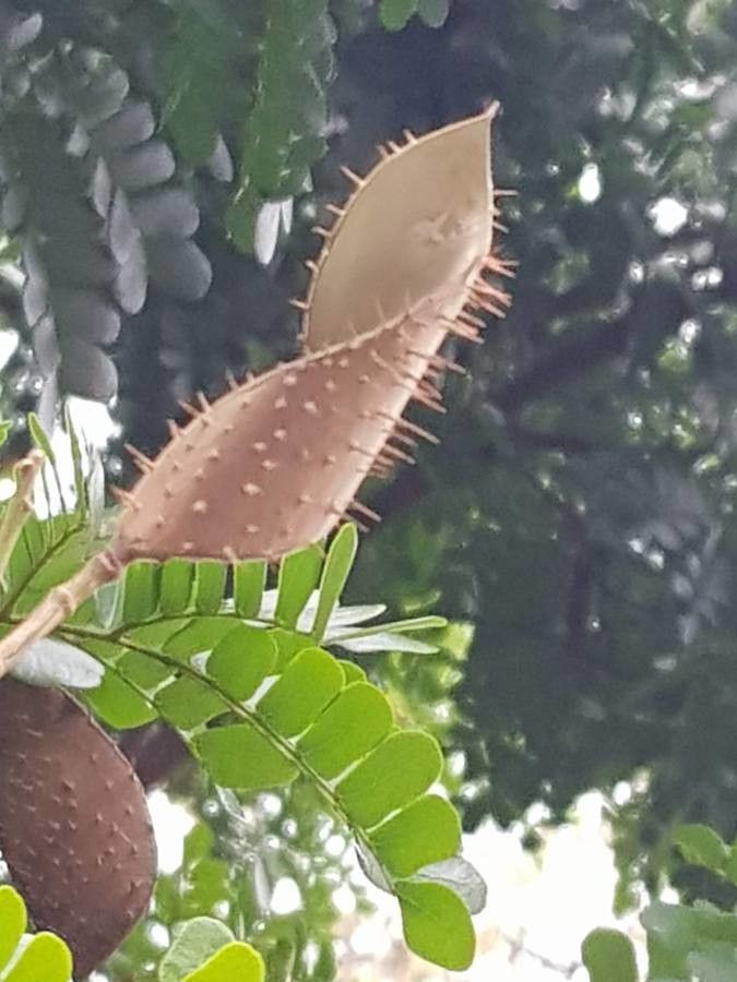 Caesalpinia echinata fruit