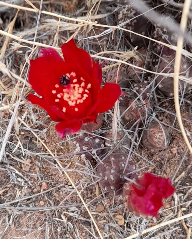 Tephrocactus nigrispinus habit