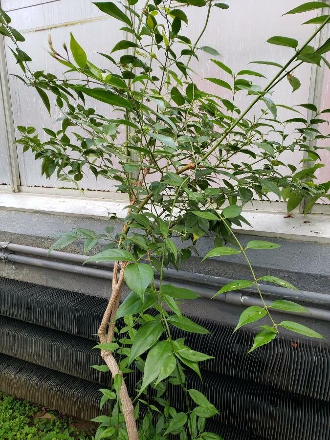 Jasminum simplicifolium habit