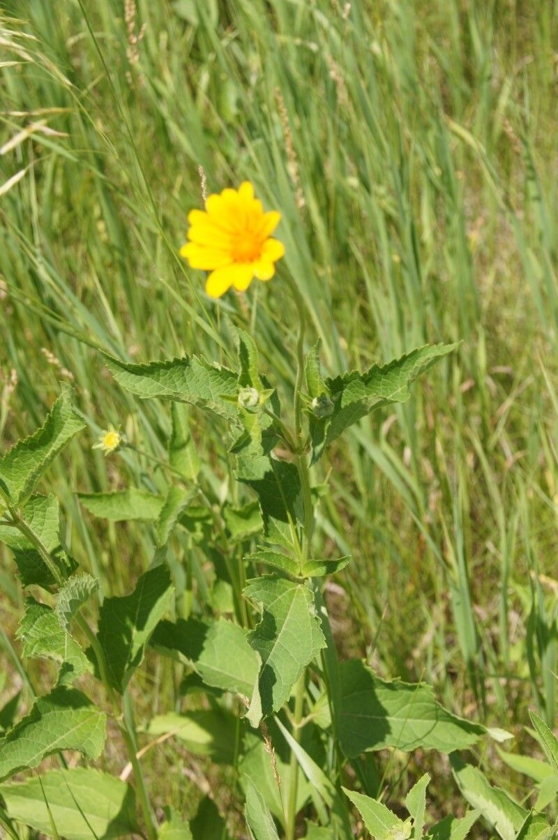 Helianthus occidentalis — houseplant care guide