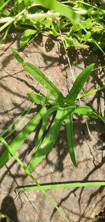 Vigna membranacea leaf