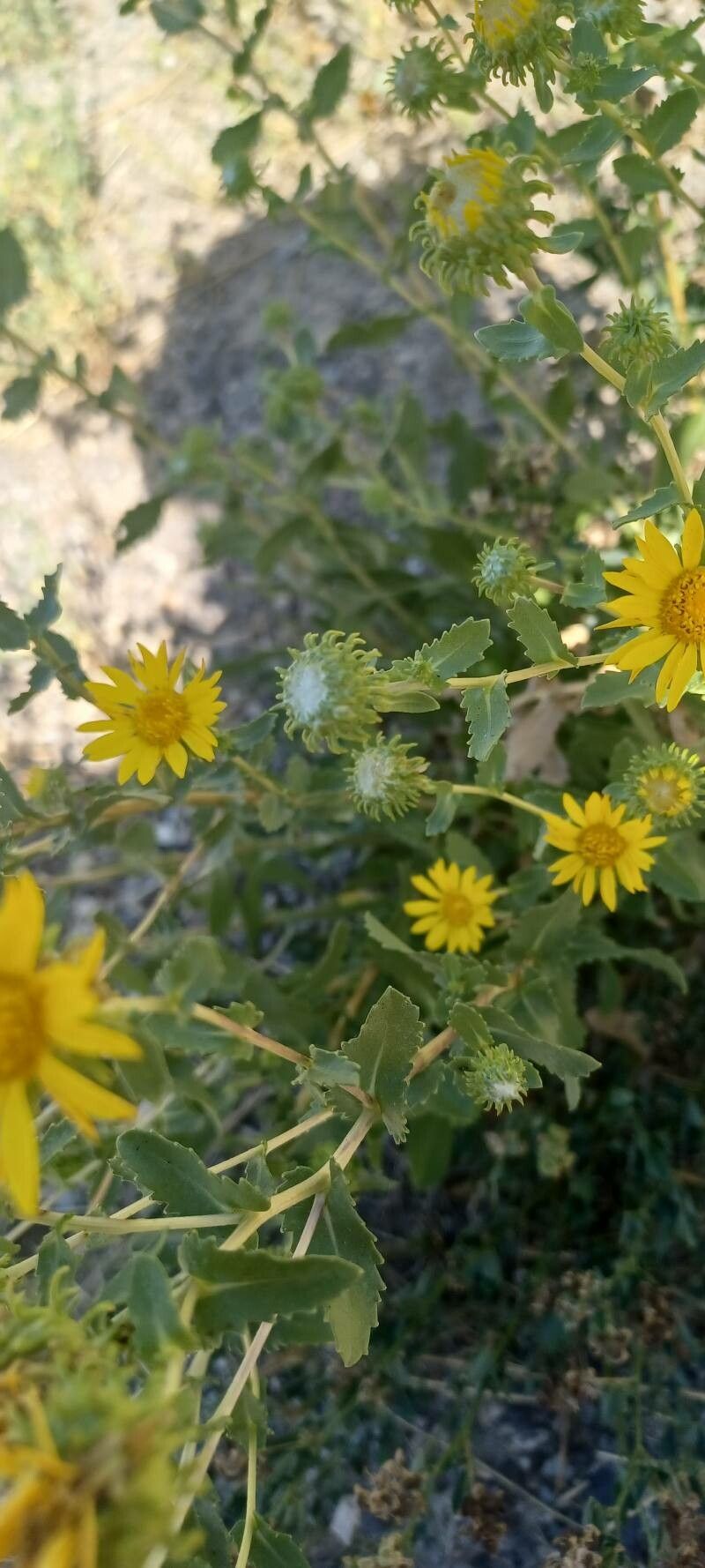 Grindelia squarrosa fruit