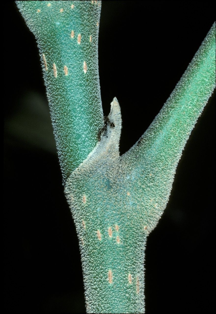 Heptapleurum farinosum bark