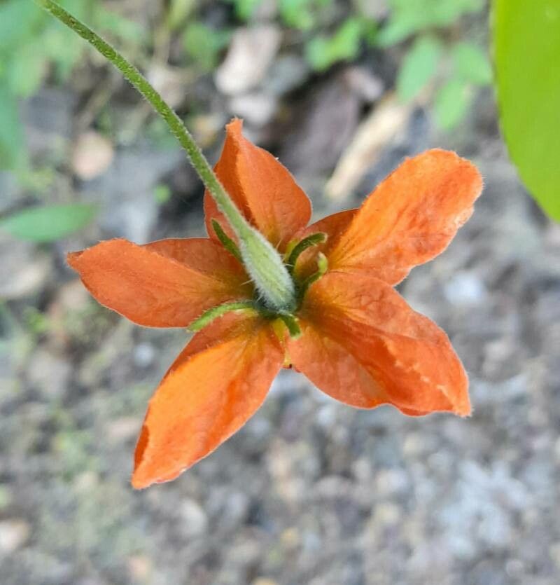 Caiophora hibiscifolia flower