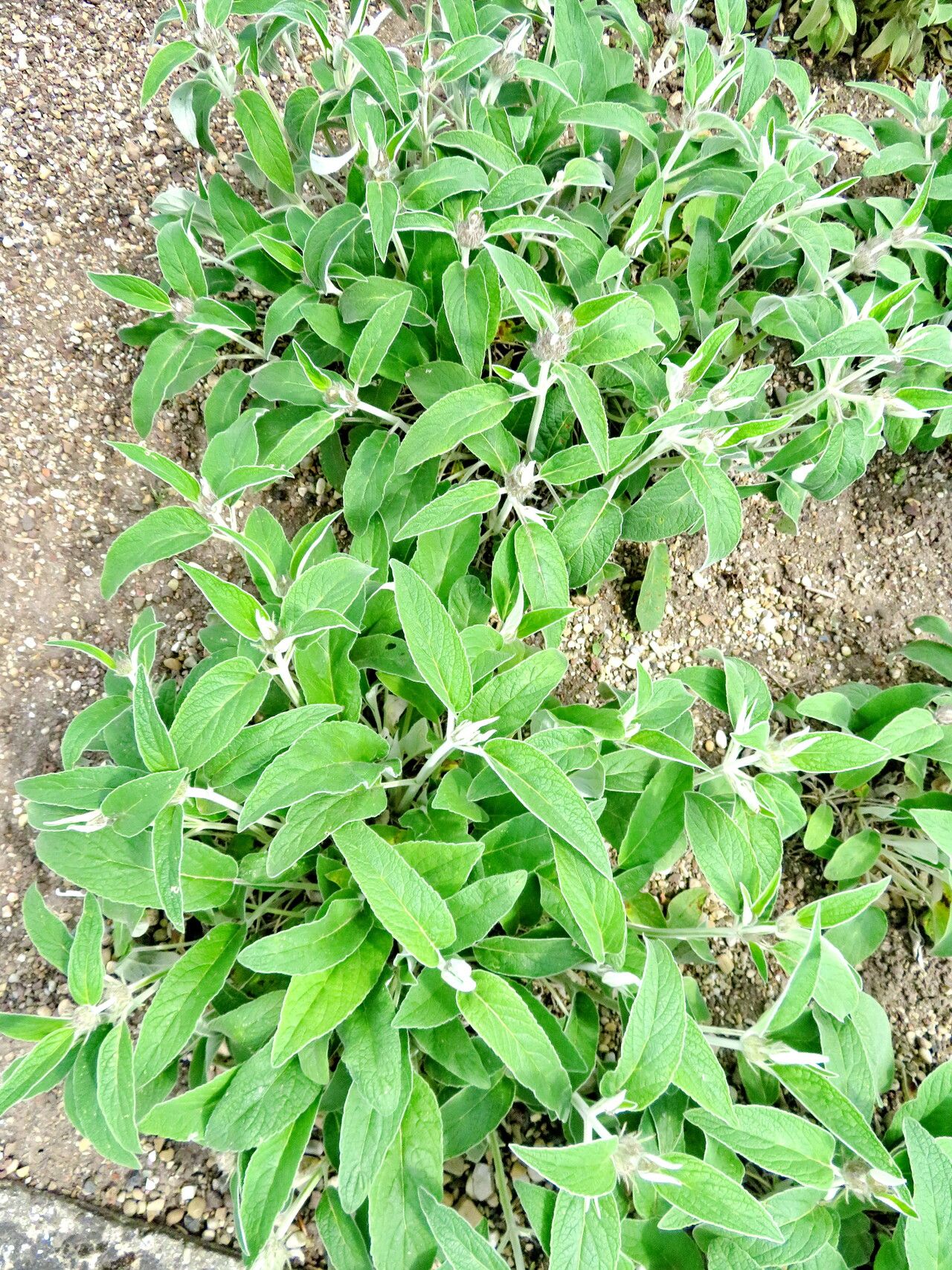 Phlomis cashmeriana habit