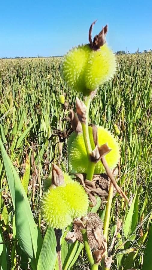 Canna glauca fruit