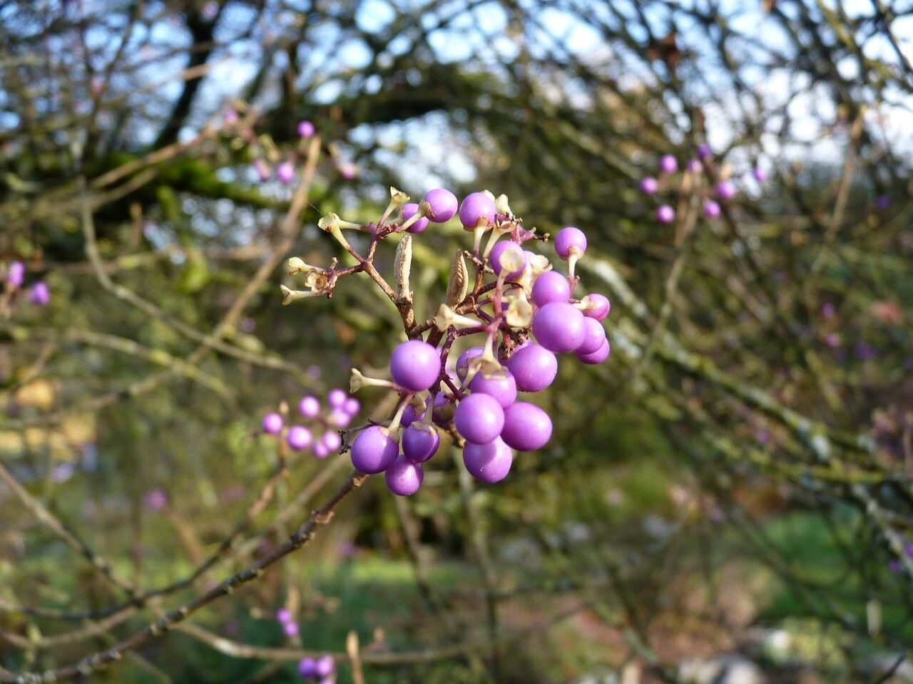 Callicarpa bodinieri fruit