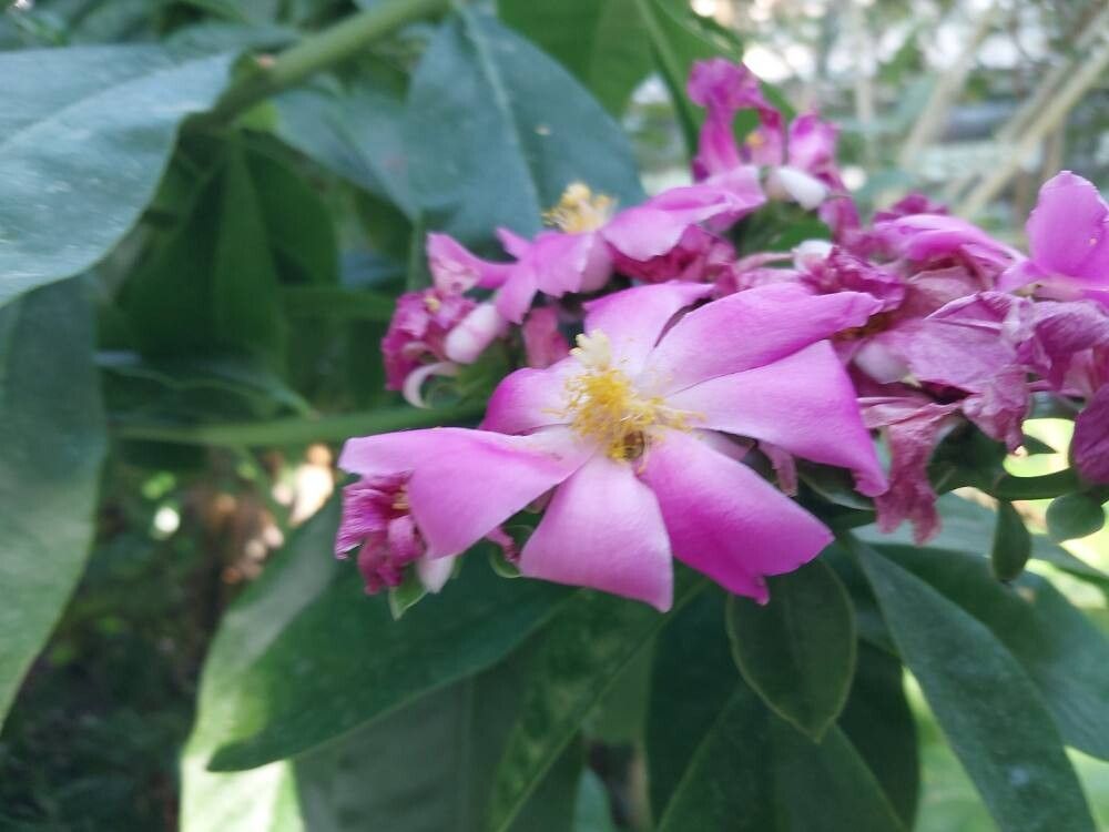 Rhodocactus sacharosa flower