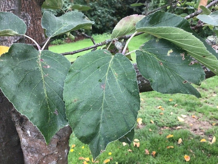 Malus tschonoskii leaf