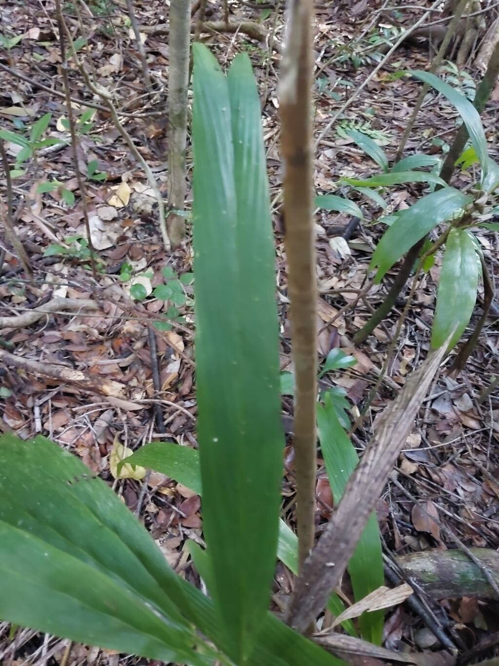 Dypsis simianensis leaf