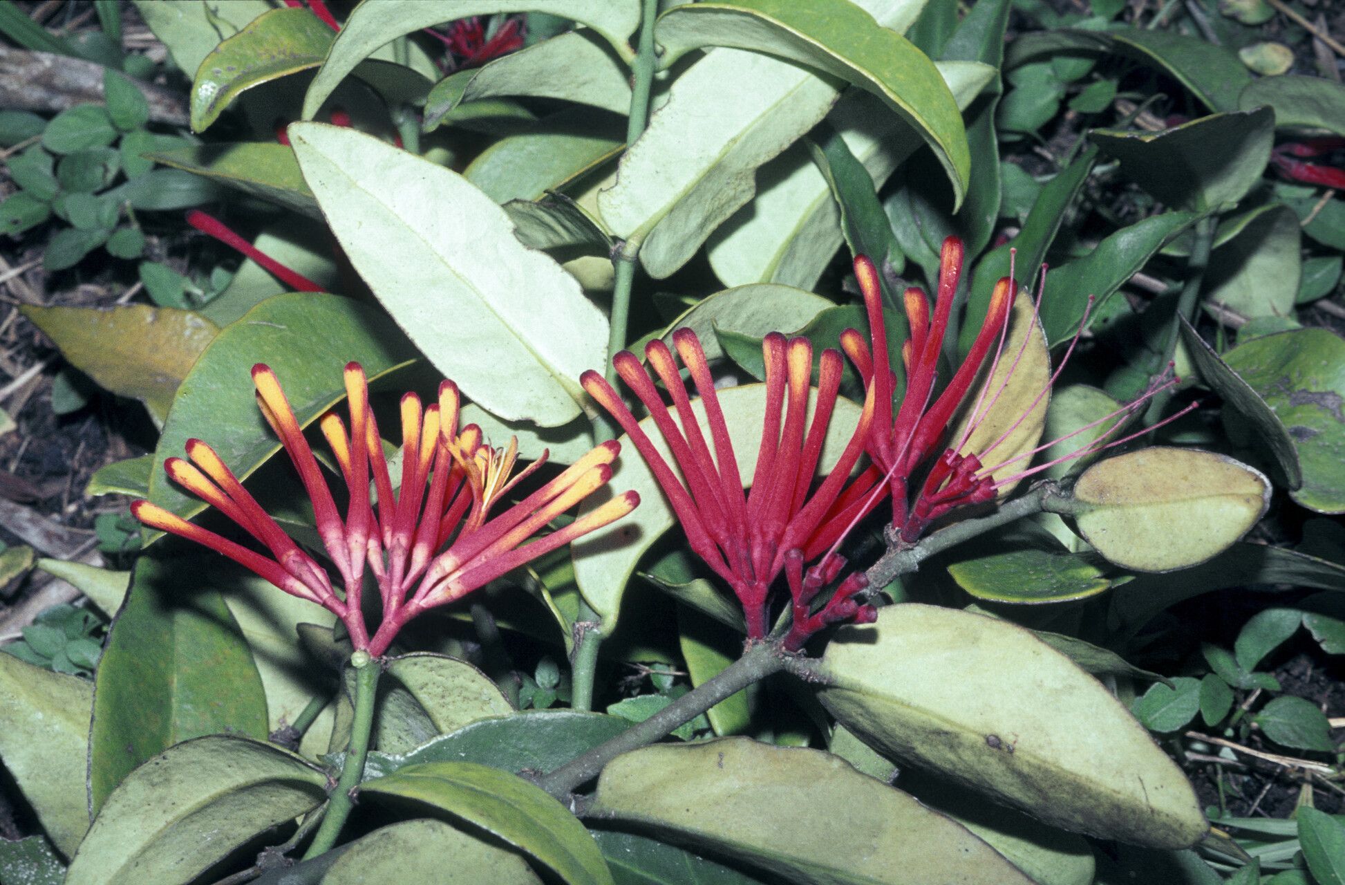 Psittacanthus grandifolius — houseplant care guide