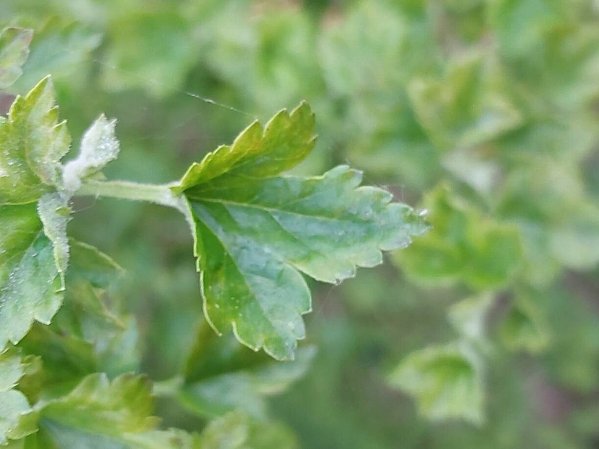 Ribes glaciale — search result for 'Ribes'