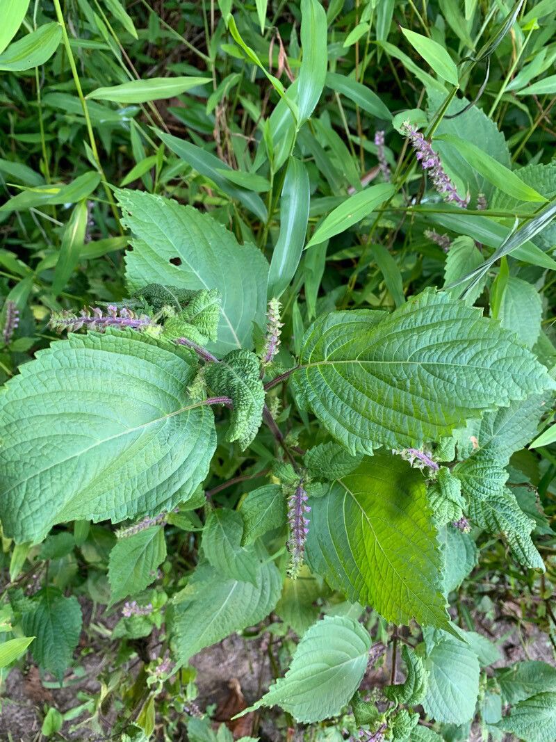 Aloysia macrostachya — houseplant care guide