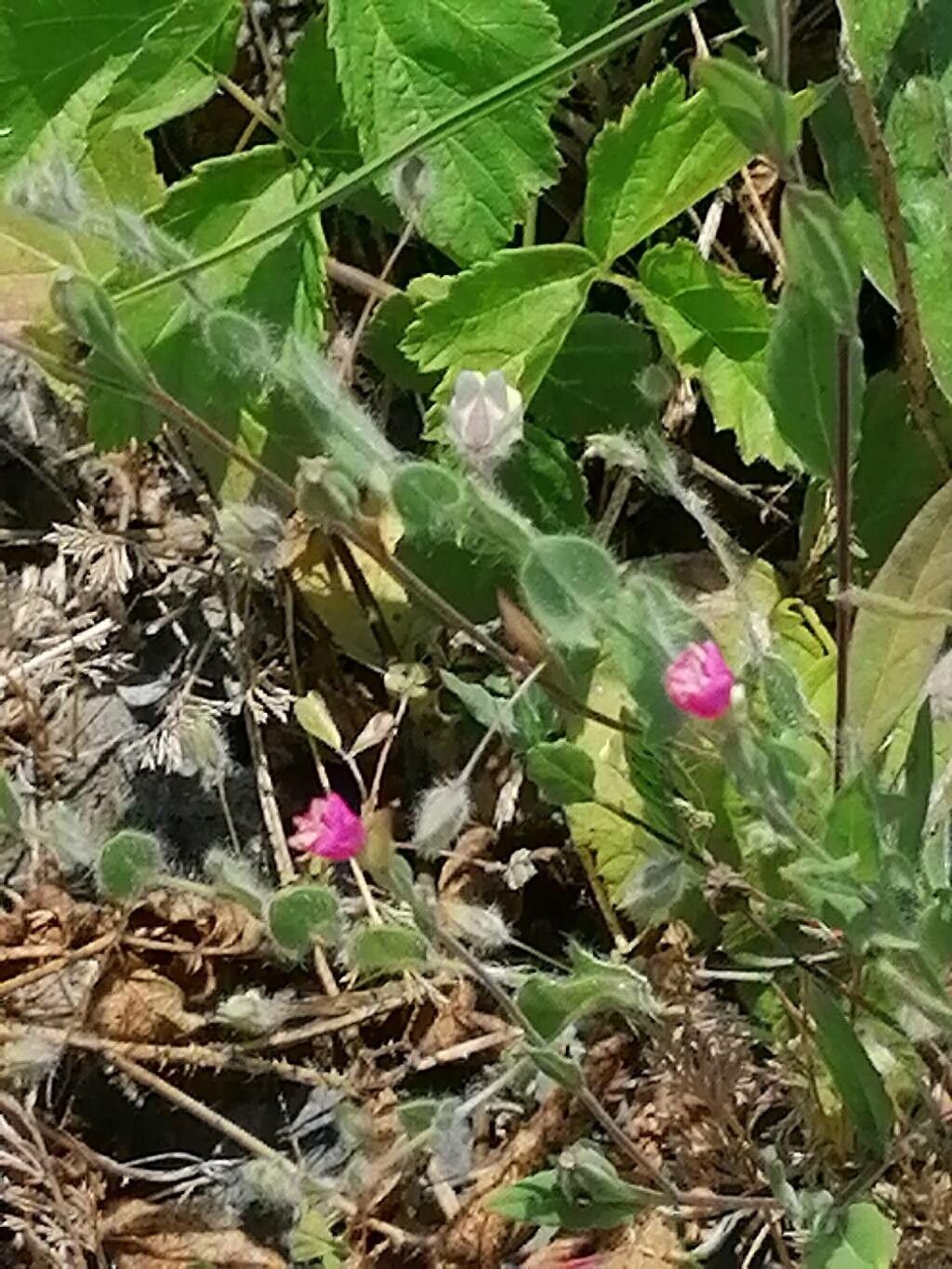 Kickxia commutata flower