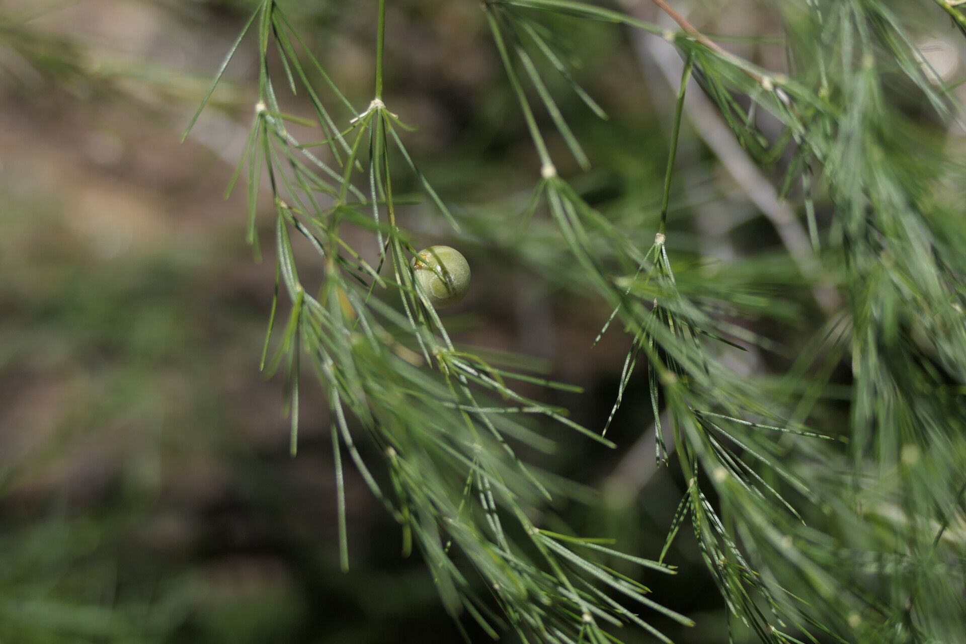 Asparagus exuvialis fruit