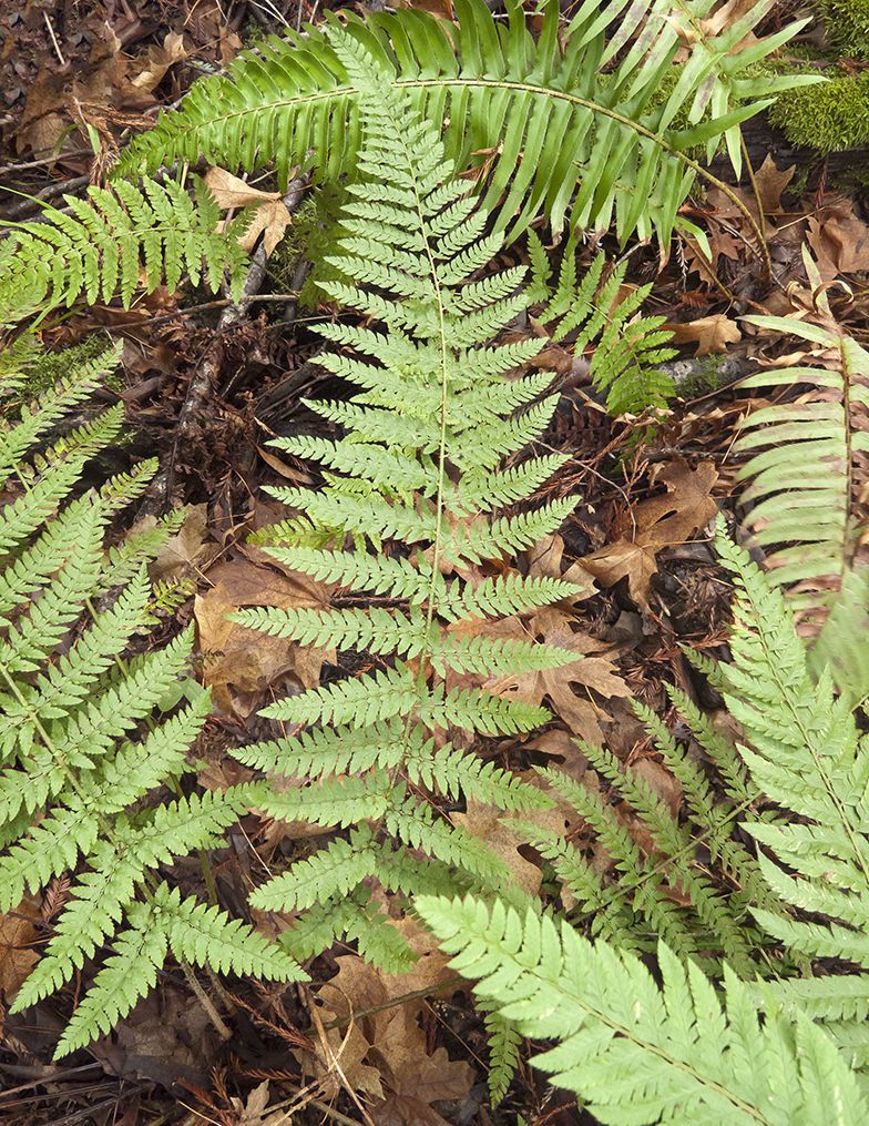 Polystichum dudleyi — search result for 'Polystichum'