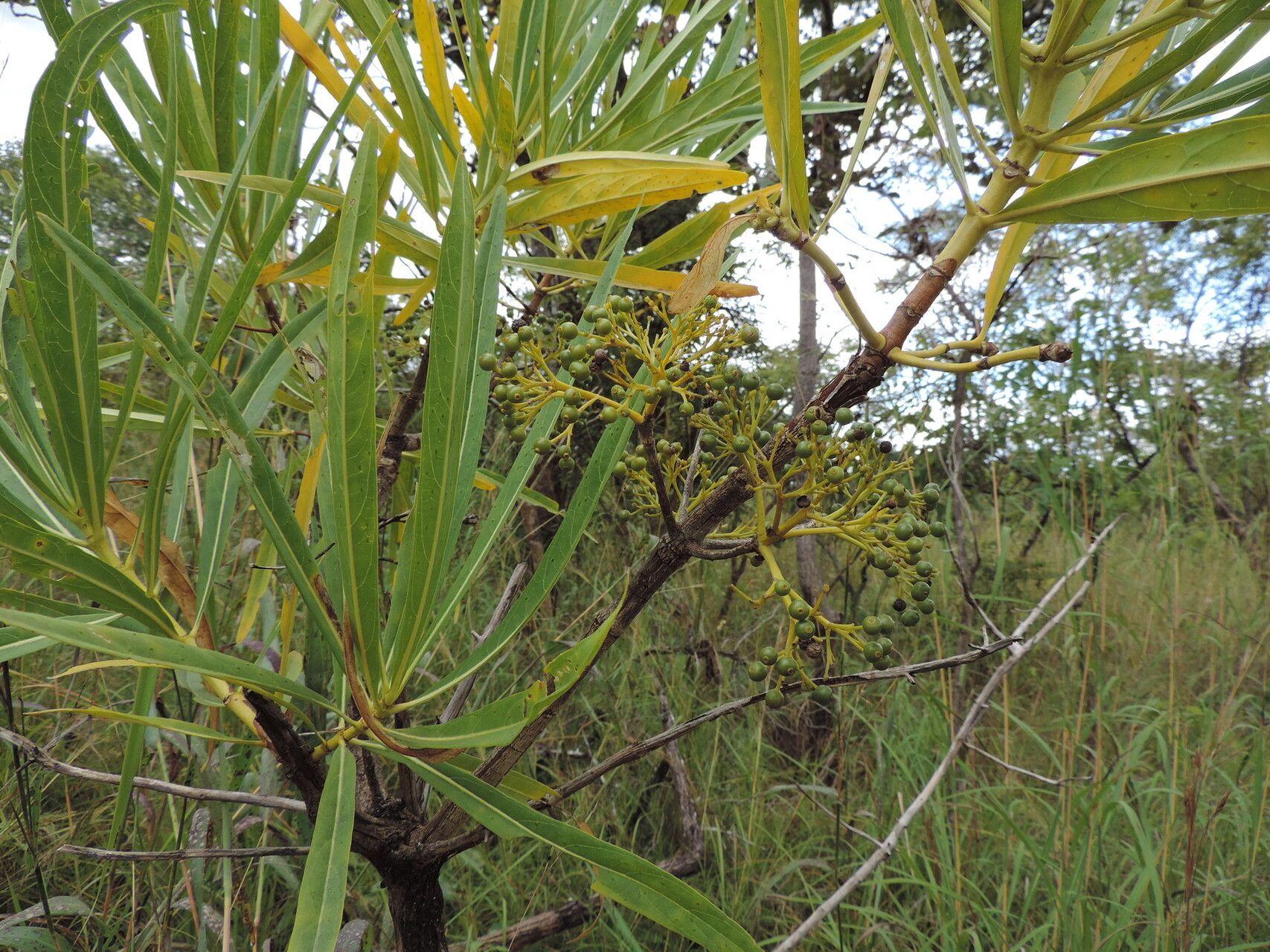 Pavetta crassipes — houseplant care guide
