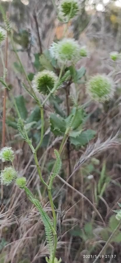 Lagoecia cuminoides leaf