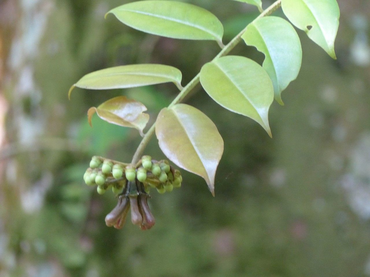 Marcgravia umbellata habit