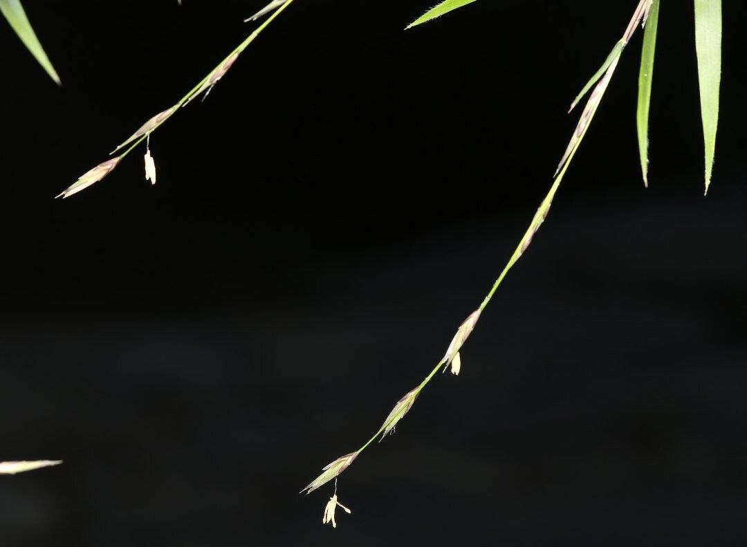 Nastus manongarivensis — houseplant care guide